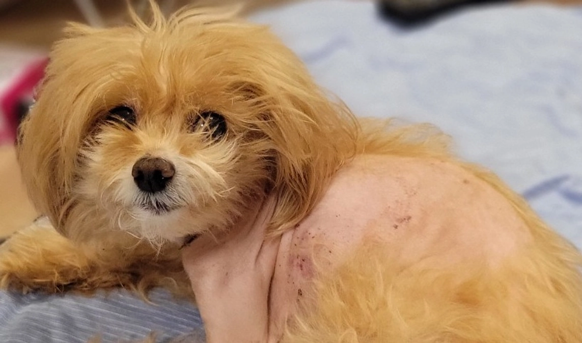 手作りおやつにチャレンジ！