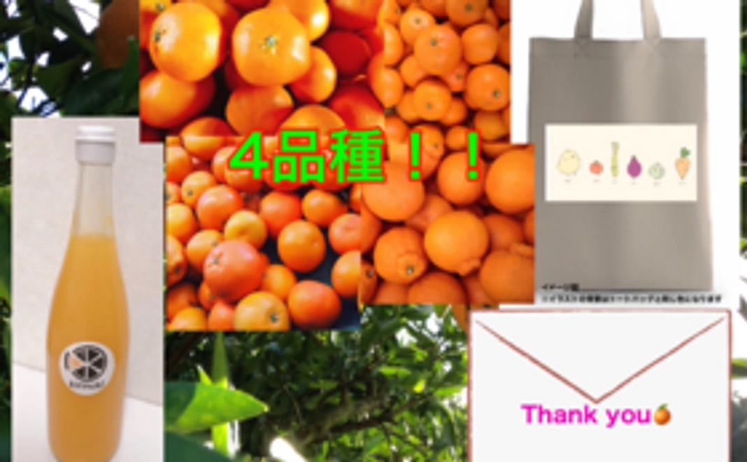 旬の柑橘4種類＋温州ミカンジュース＋オリジナルトートバック