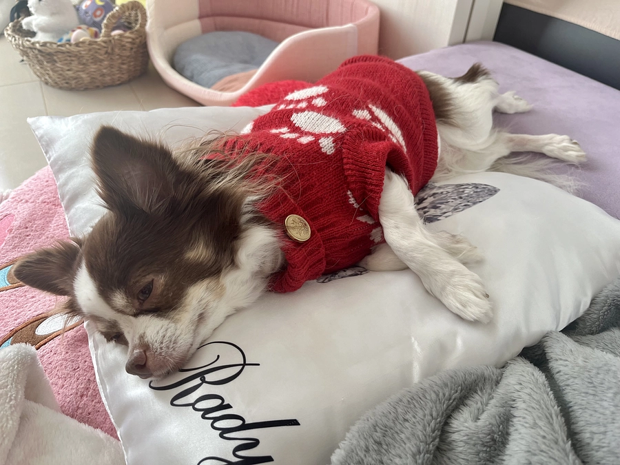 2023.12.11 退院後の様子について。