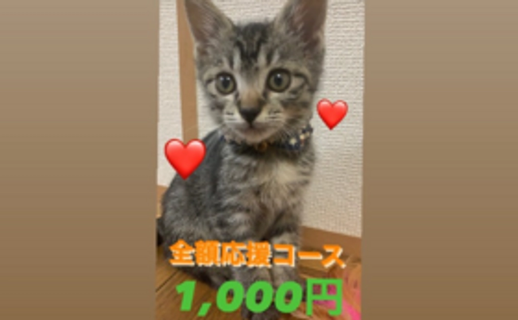 全額応援コース:1000円