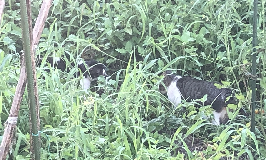 怪我をした猫の捜索