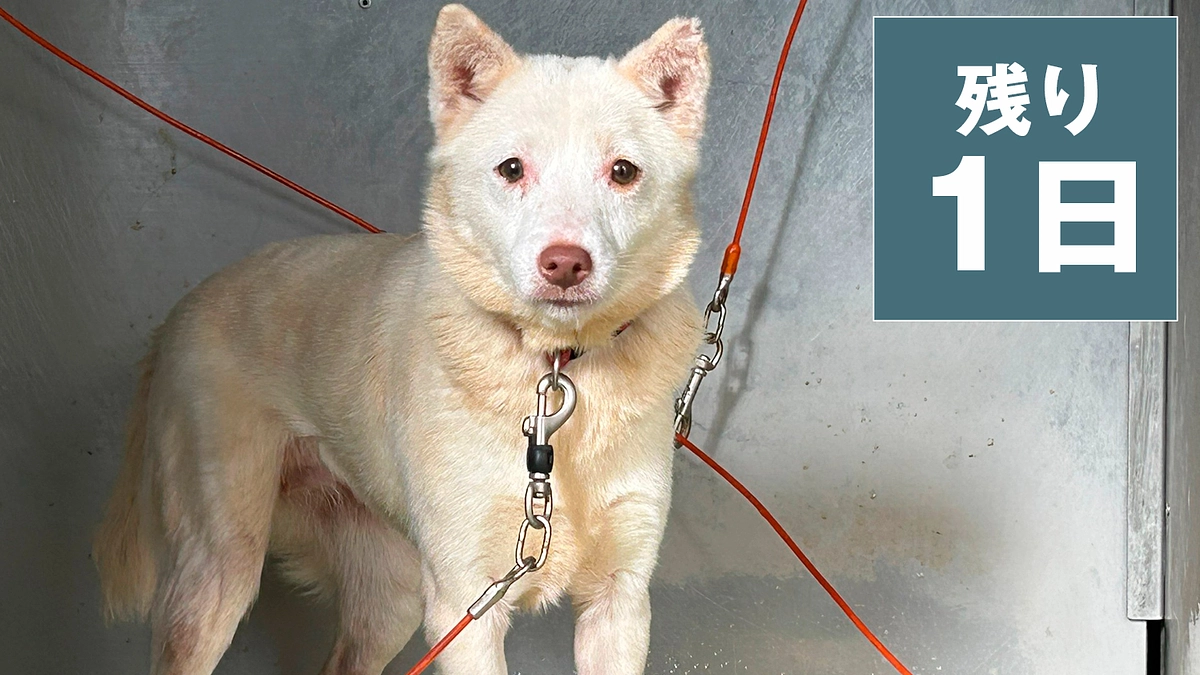 残り1日となりました！明日23時まで！！
