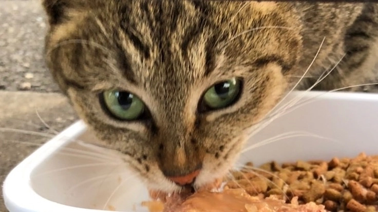 外猫ちゃんを助けて下さい