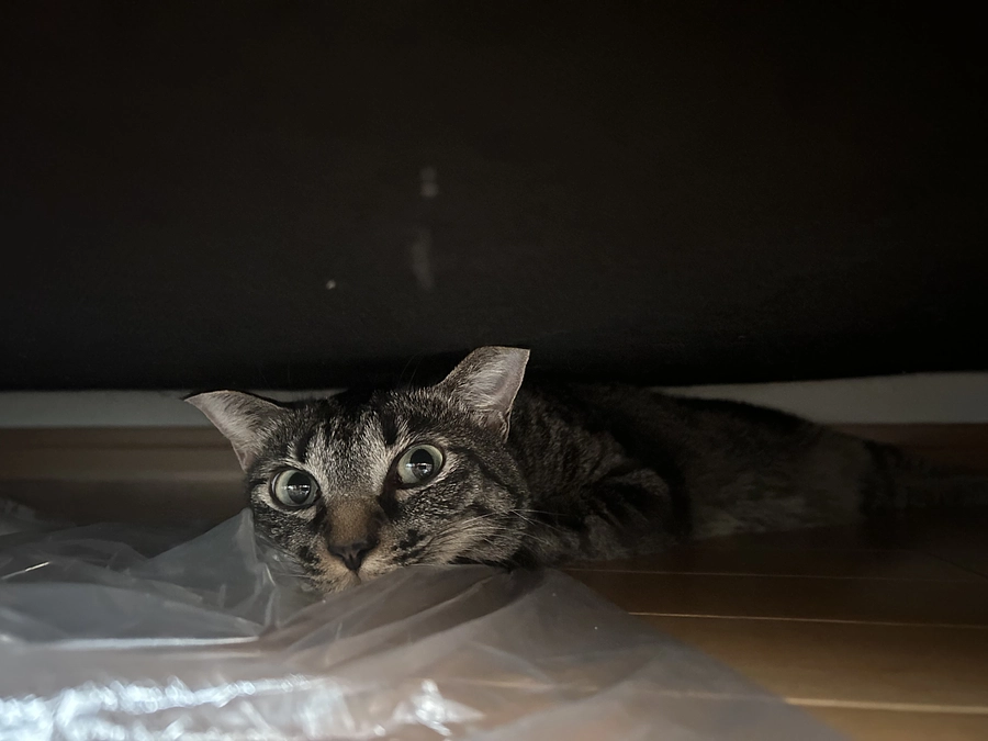 明日で終了。なのに・・・。