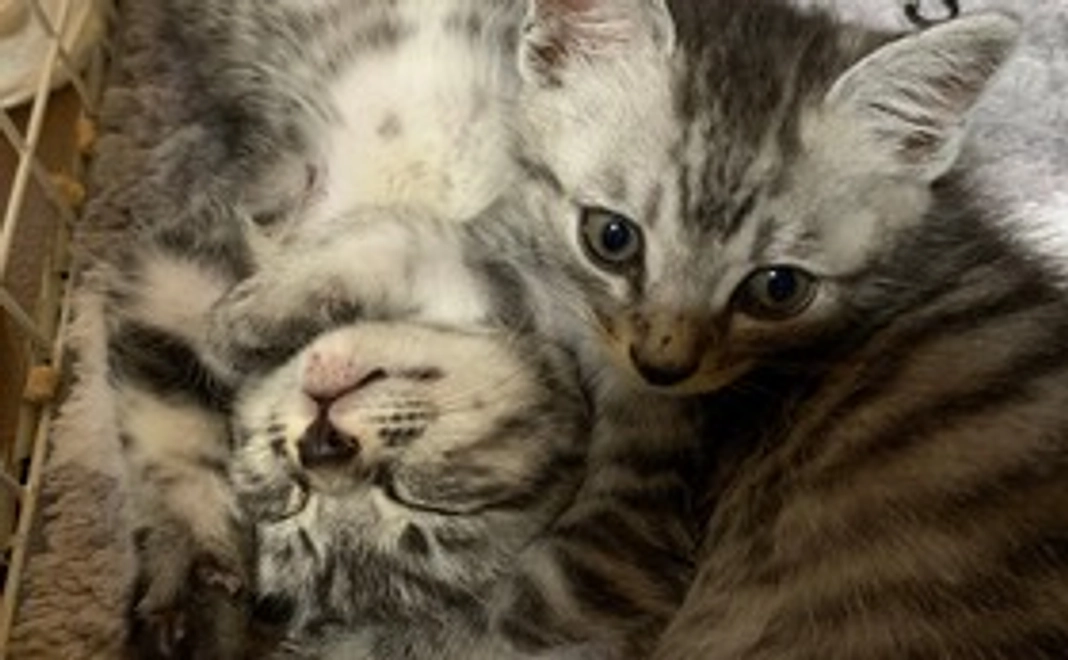 支援型:感謝のメール500円