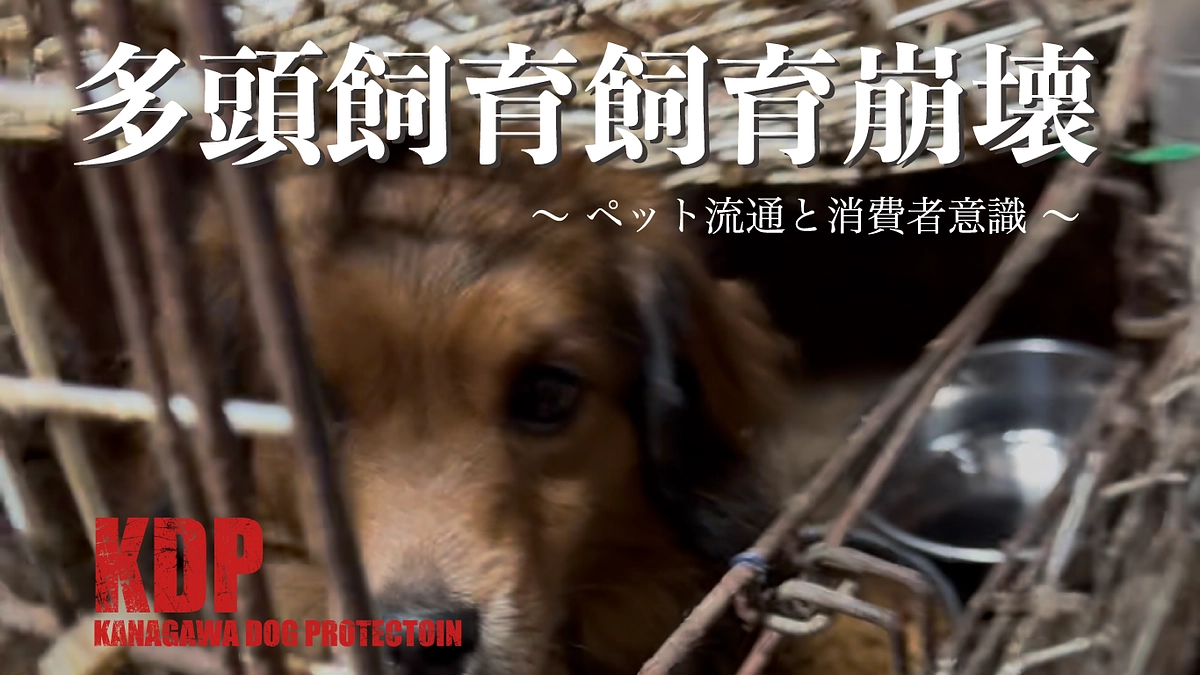 壮絶な多頭飼育崩壊現場