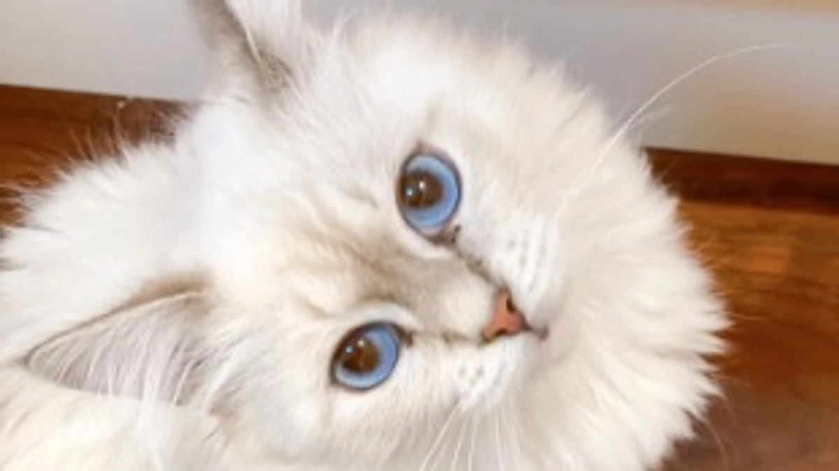 【期限が迫ってきています！初めての１日3回LIVEに挑戦】