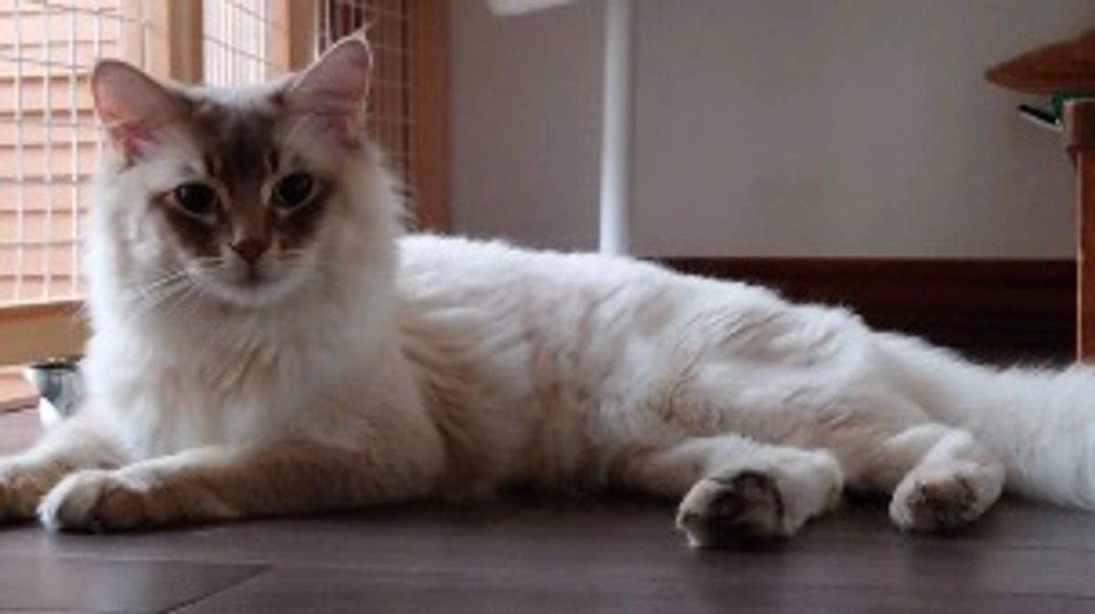 代理支援のご報告