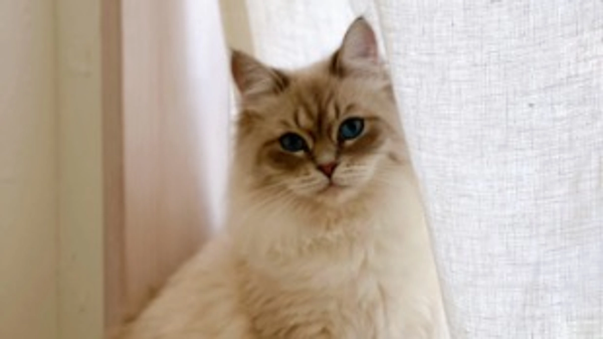 ヴァロ＆ネロ　寛解いたしました。