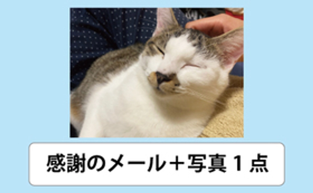 【ちゃも応援１０００】