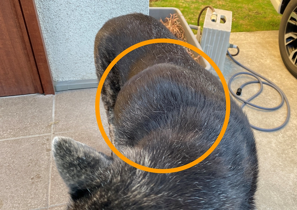 もみのコブについて