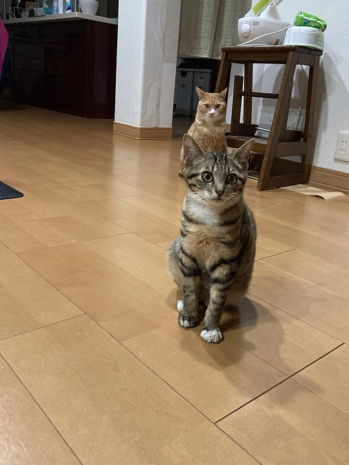 ネクストゴールについてのご報告