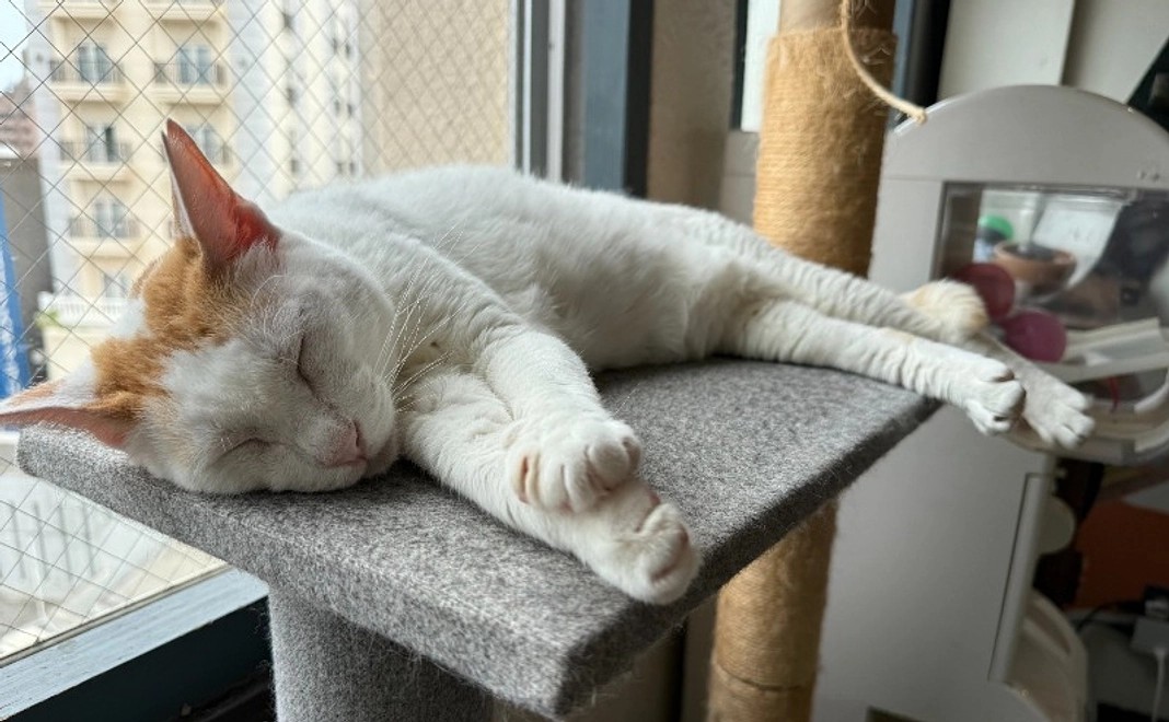 【リターン不要な方向け】猫まる茶屋 全力応援コース|3千円