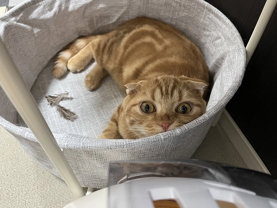 キャップが大好きなふう