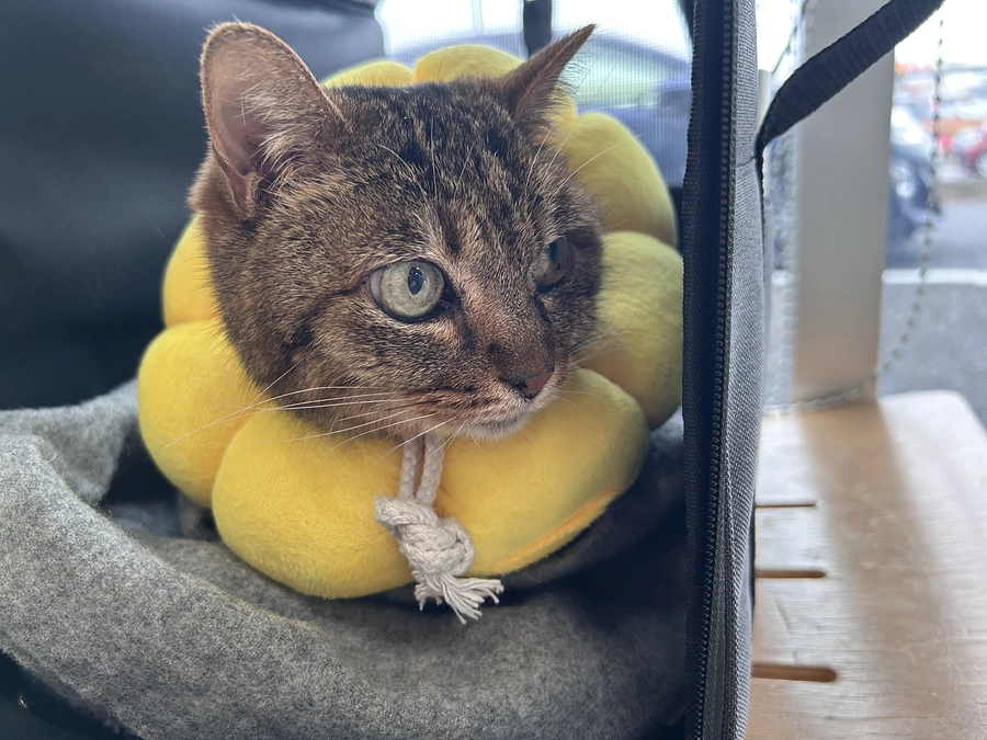 みっちゃんの近況３ーヘルニア部整復手術