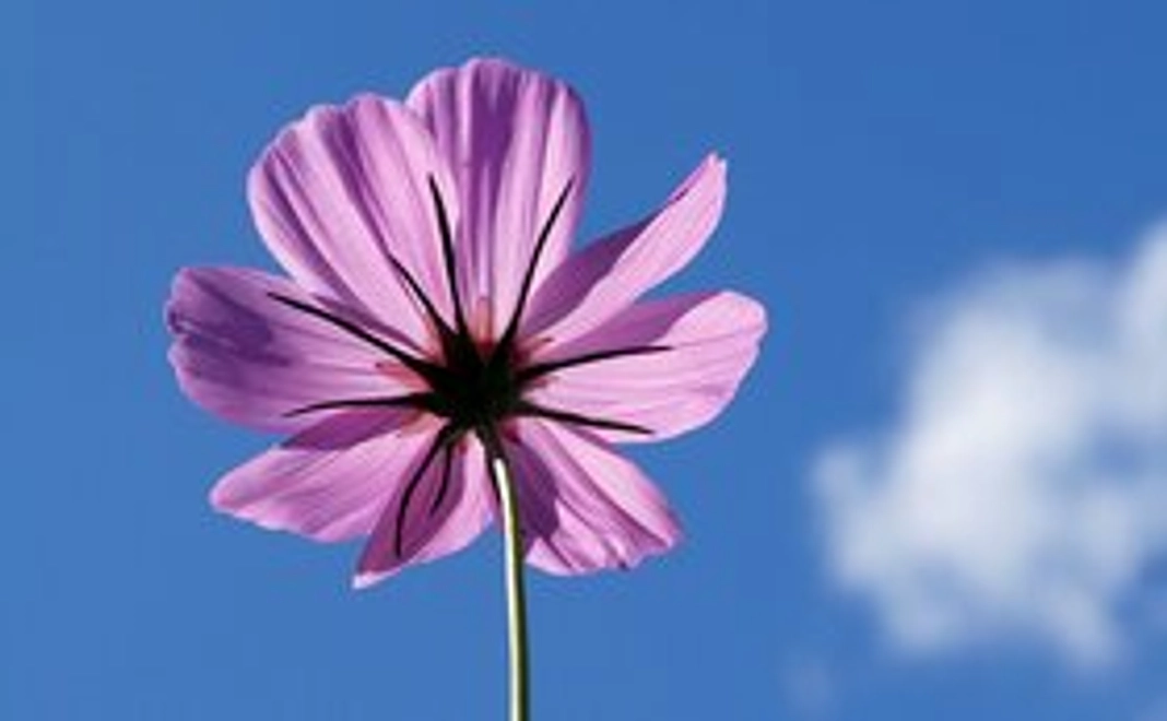 サンクスメールをお送りいたします♪