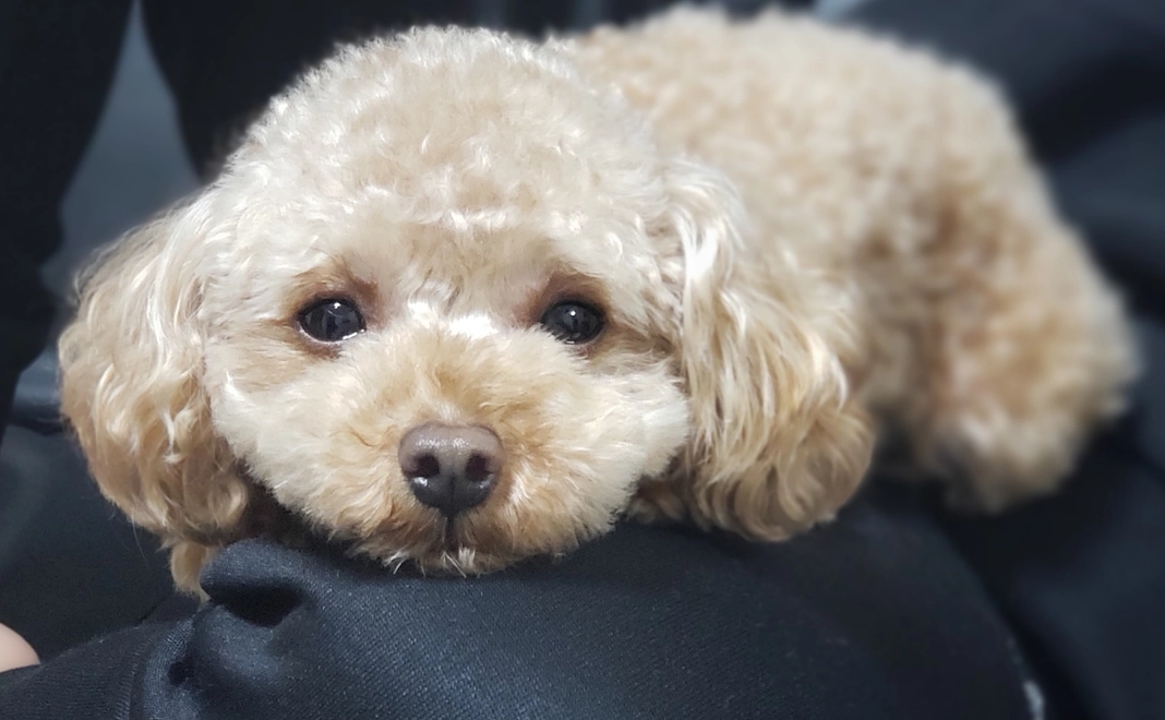 ドムへのご支援500 (リターンご不要な方)