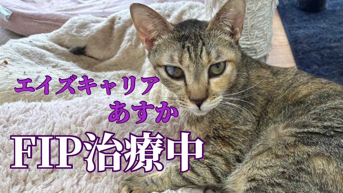 エイズキャリア・FIP・てんかん発作を繰り返す、あすかのお話