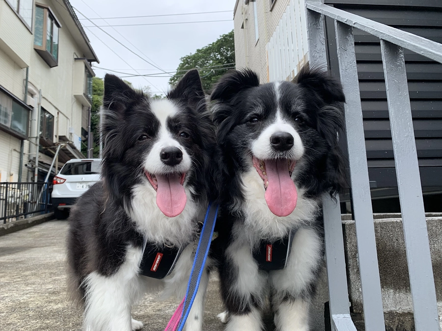 最近のシャンティ君