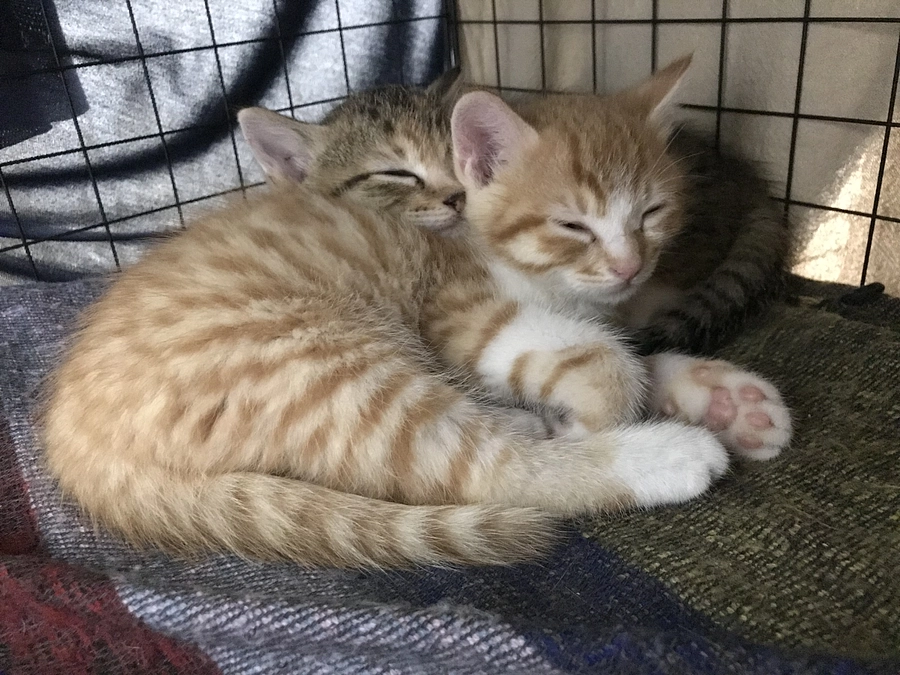 子猫保護！！ただ別の子④