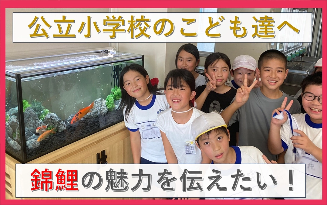 「新潟の公立小学校へ錦鯉水槽設置を広めたい！」プロジェクトが公開されました。