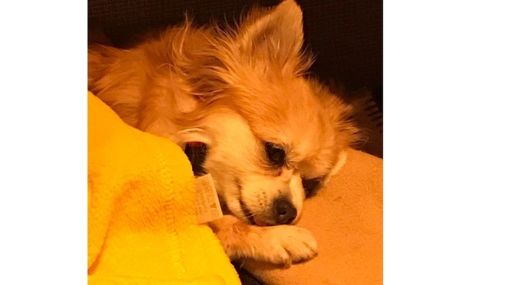 髄膜脳炎とたたかうこつぶちゃんにご支援をお願いいたします。