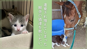 競馬場周辺の猫を救う！ハンデのある子や傷病猫たちの医療費にご支援を のトップ画像