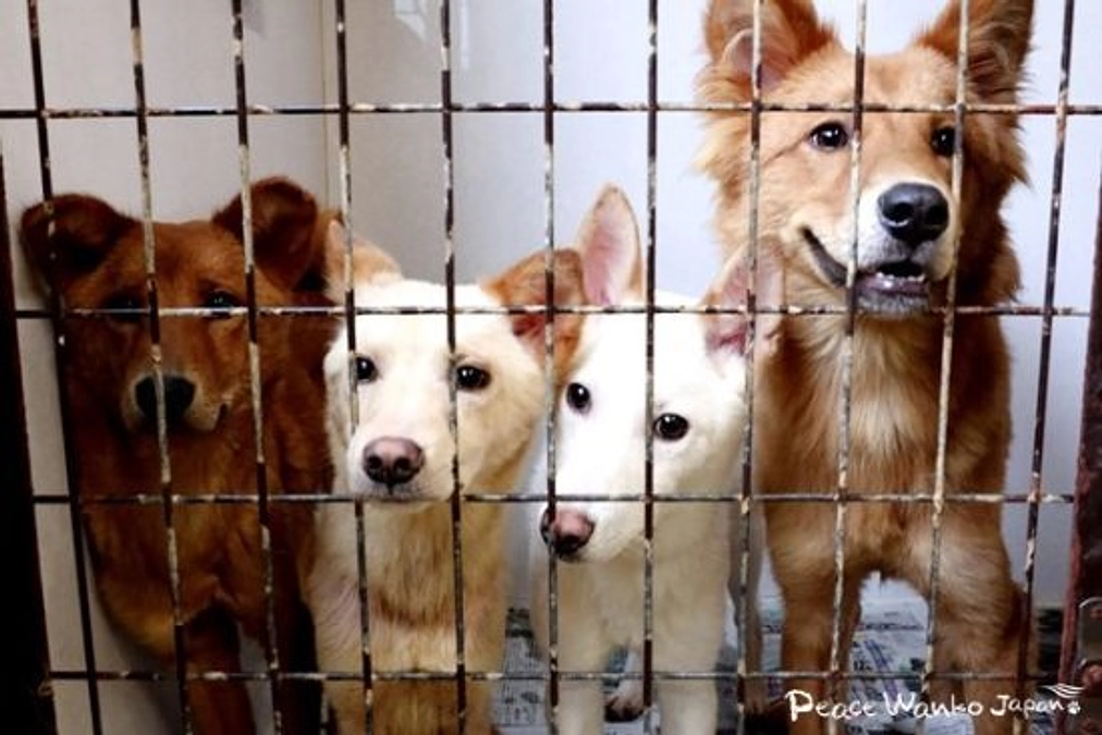 【保護活動】動物愛護センターからの引き出し（7月23日）