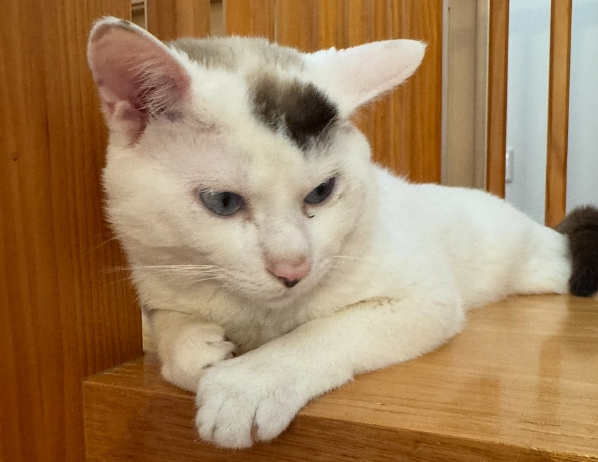 シンバ、１歳になりました！