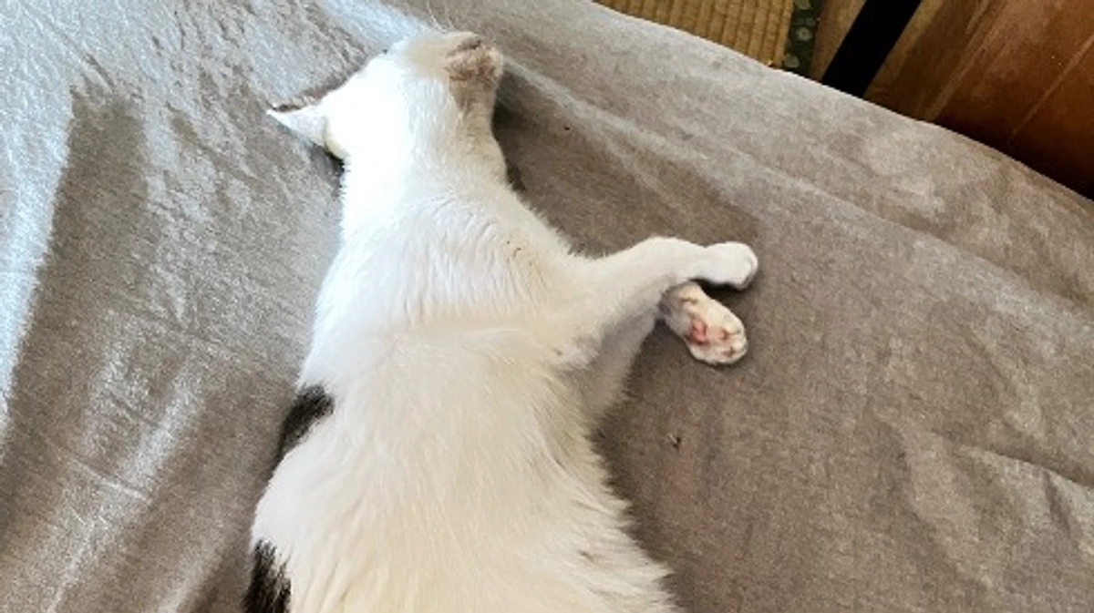 暑すぎて猫溶ける