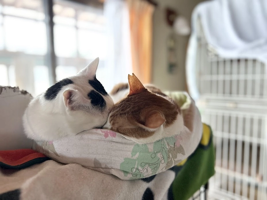 目まぐるしい年が始まりました