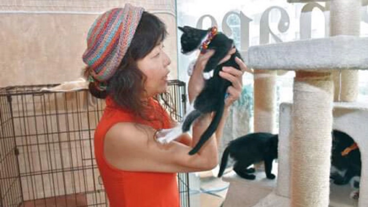 【700万円突破！】城下町にゃんこの会 和歌山 代表、奥康子様から応援メッセージをいただいております