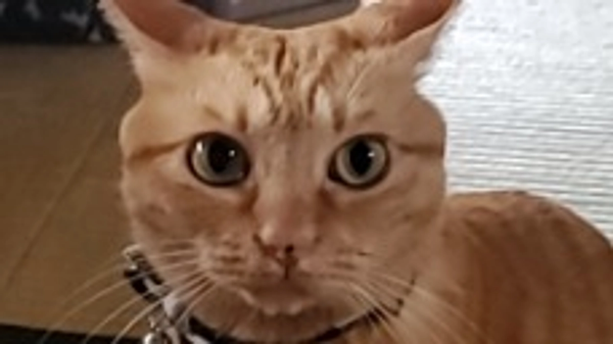 はぴはぴはっぴはーっぴー！！！