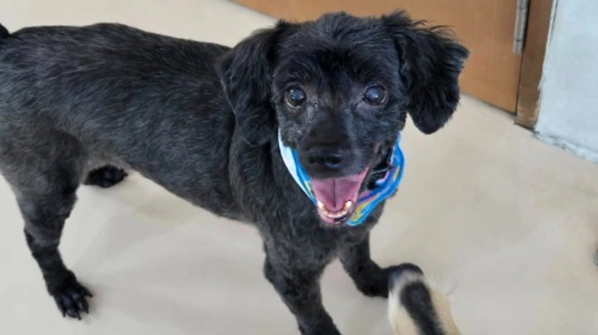 【お礼とご報告】たくさんのご支援をありがとうございました。DOG DUCAの活動は続きます！