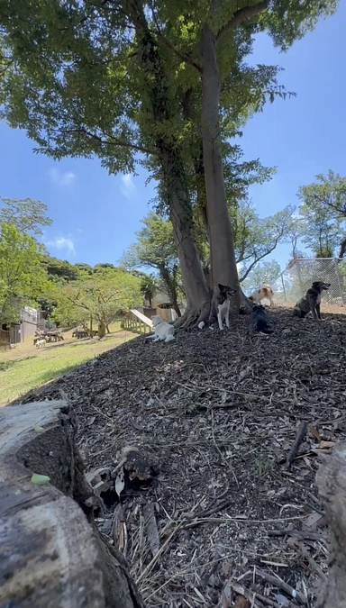 ドッグランフェンス修繕完了のご報告