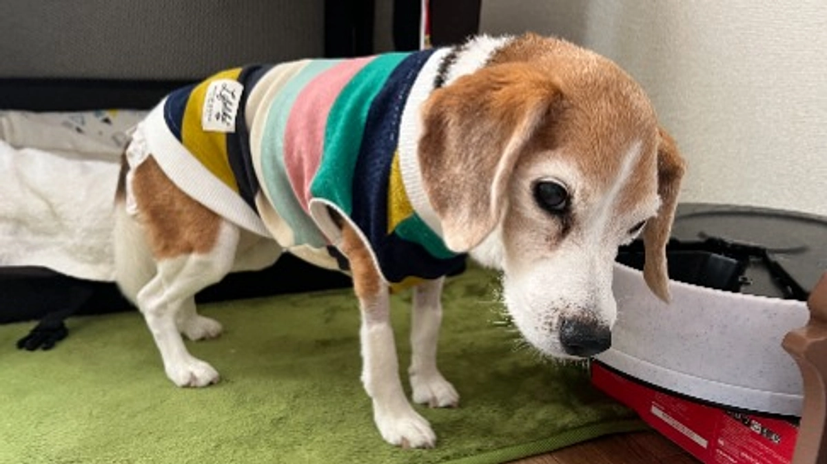 11/15 奇跡のちびっこの15歳4か月の月誕生日。