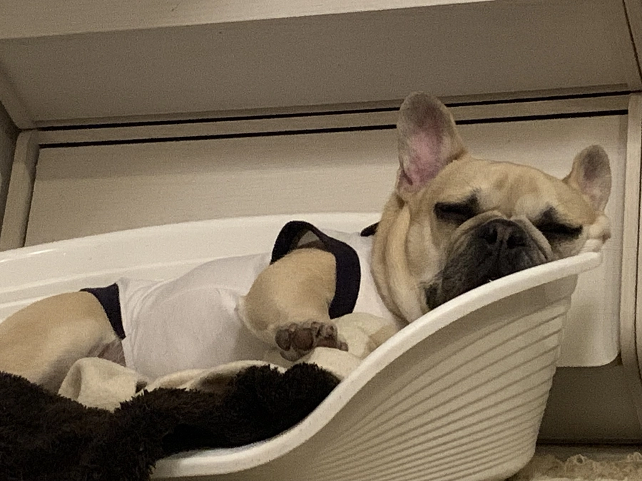 ちくわの闘病日記⑨