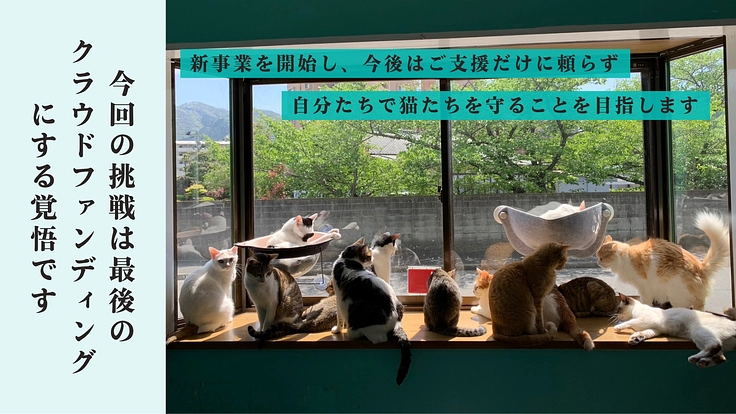 心や体に傷を負い行き場を失った猫たちの『いのち』を最期まで守る為に 5枚目