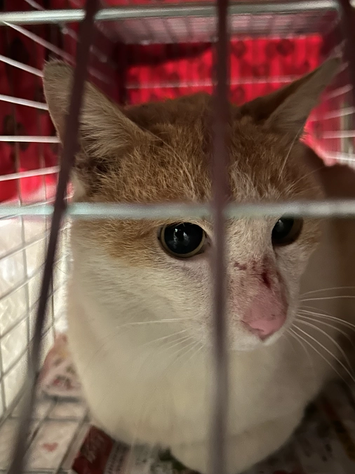 TNRは優しさのリレー