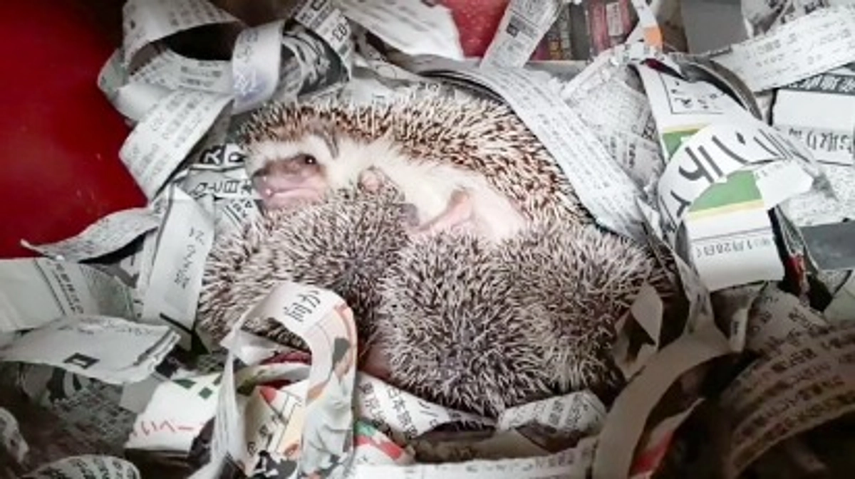 2月15日(木) 進捗報告・動物紹介〜ヨツユビハリネズミの5つ仔の誕生〜