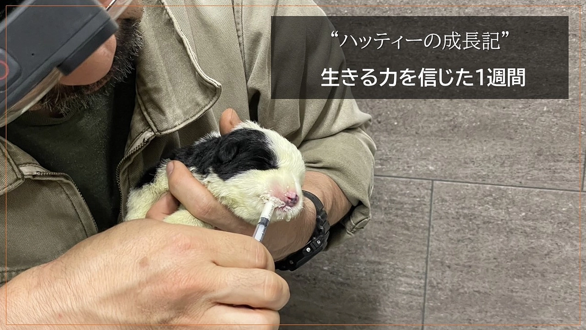 “ハッティーの成長記”  　生きる力を信じた１週間