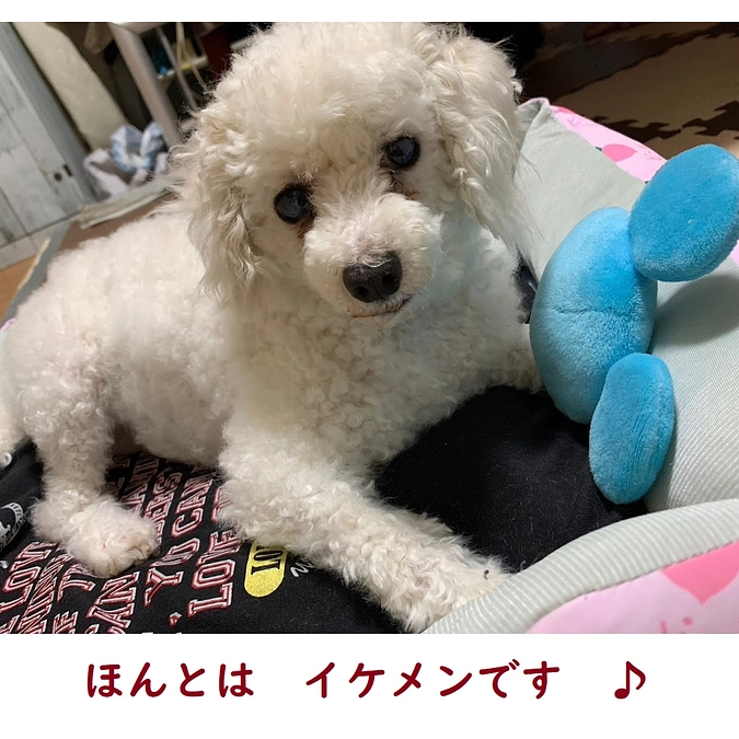 行政からの保護依頼急増！