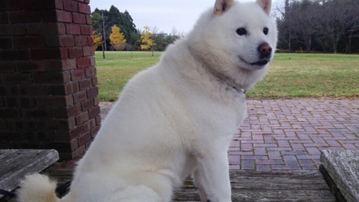 獣害対策犬として働く保護犬達のために犬舎の屋根を新調したい!