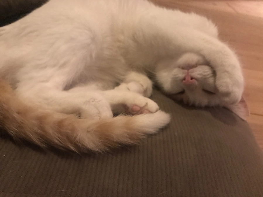 かわいそうだけでは助けられない　野良猫さんのこと④