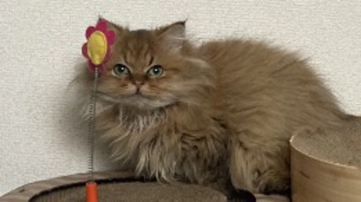 だいぶ安定してきた熱！