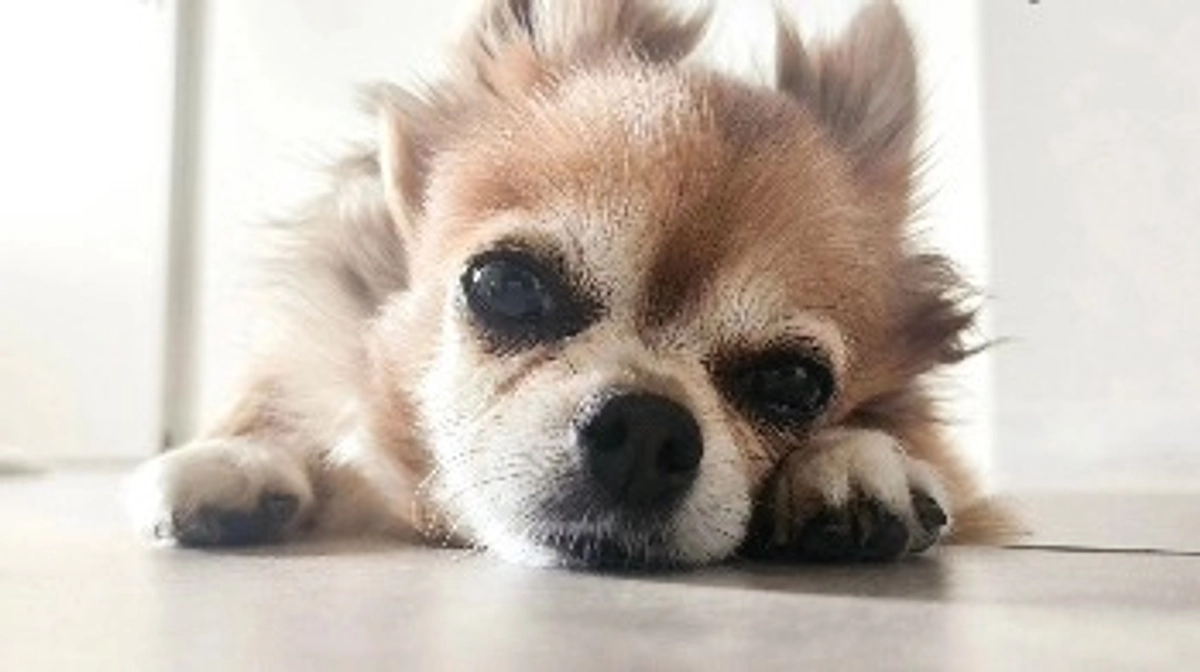 応援よろしくお願いします【活動報告20日目】