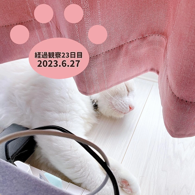 経過観察23日目(2023.6.27)