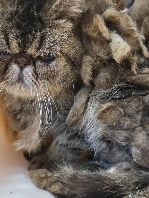 ペットショップに並んでる可愛い仔犬や仔猫たちのお母さんとお父さんたちの現状を知って下さい。