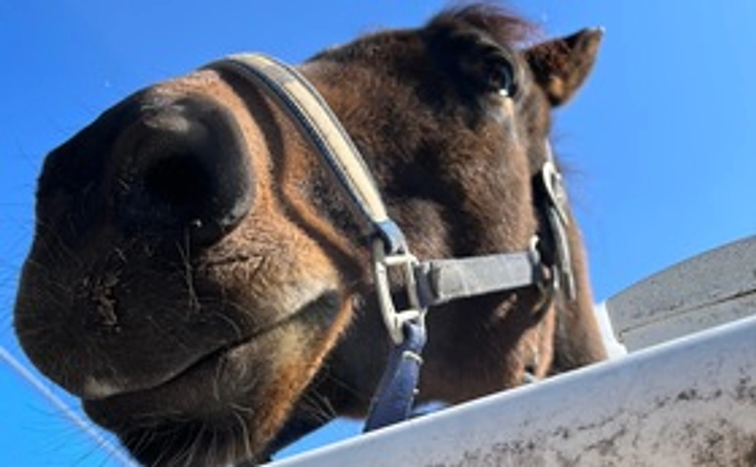 感謝の手紙・地域ふれあい会の活動報告 ＆ポストカード ・クリアファイル
