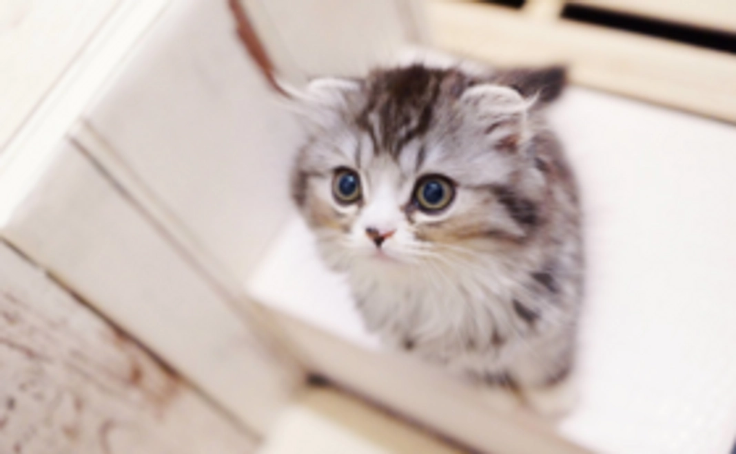 猫ちゃんの名入りキーホルダー